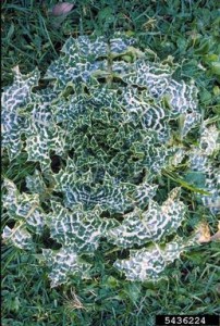 Milkthistle rosette