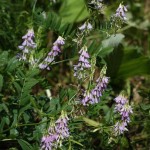 Purple Flowers