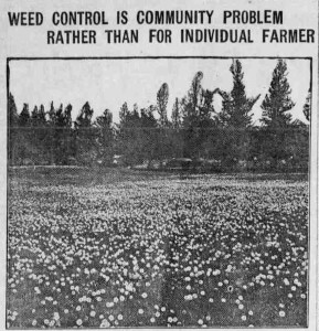 A weed control headline, from the Oregon City Courier. (Oregon City, OR.), July 18, 1918