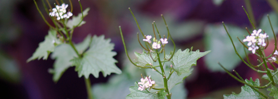 sliderGarlicMustard