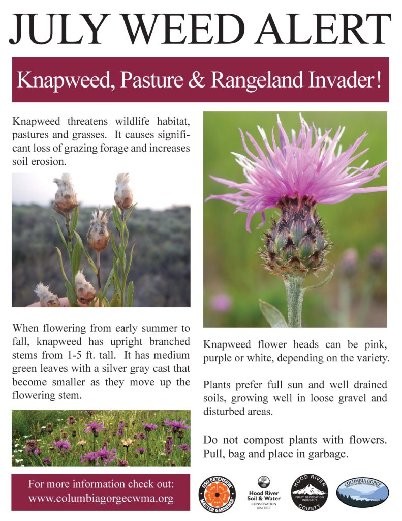 Knapweed_July Weed Alert_Poster - WeedWise Program