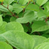 Knotweed