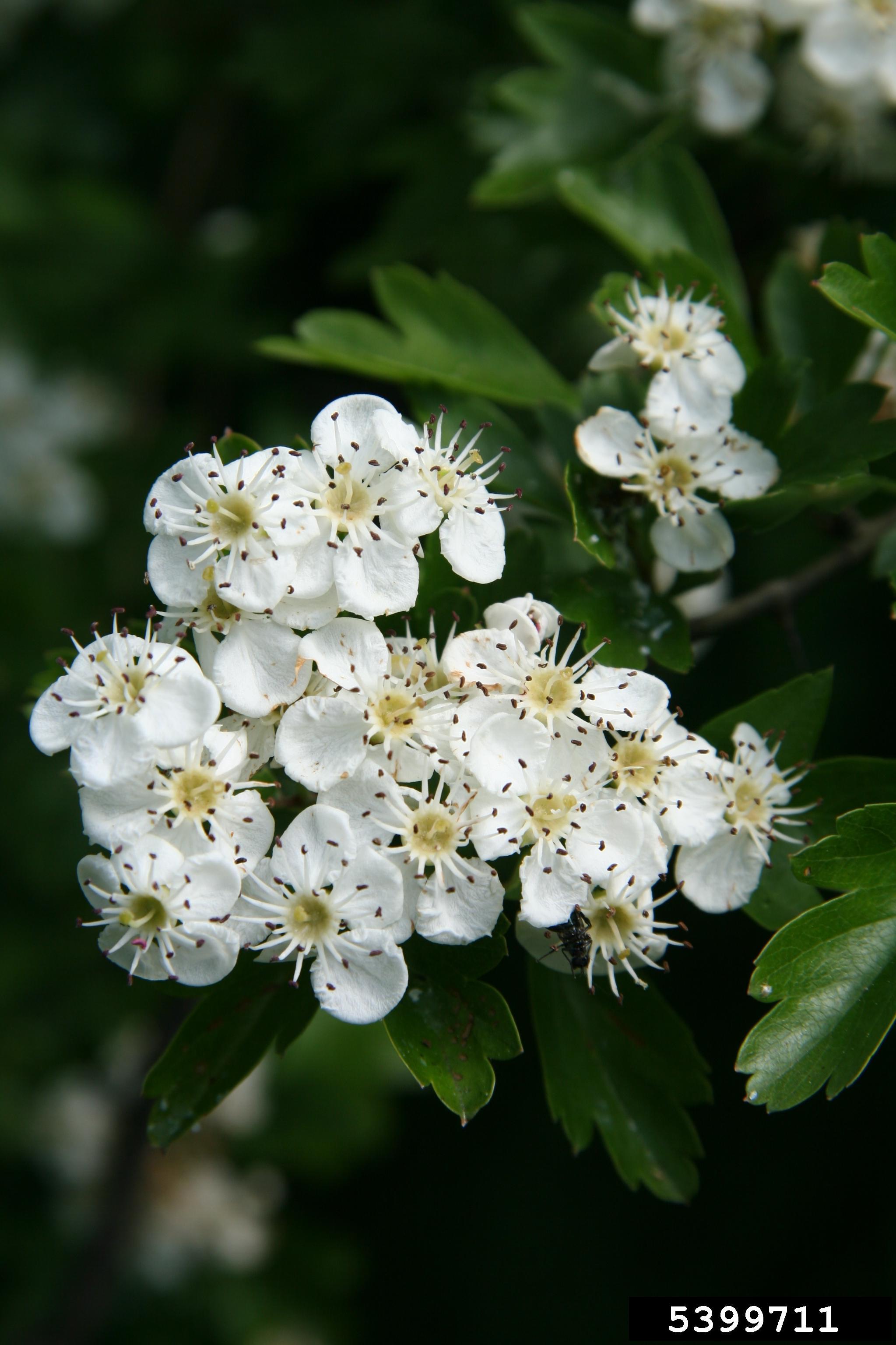 English Hawthorn (Crataegus monogyna) - WeedWise Program