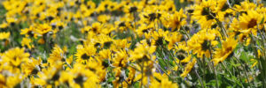 It’s Native Plant Appreciation Month! balsomrrot-slider
