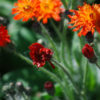 Orange hawkweed in bloom