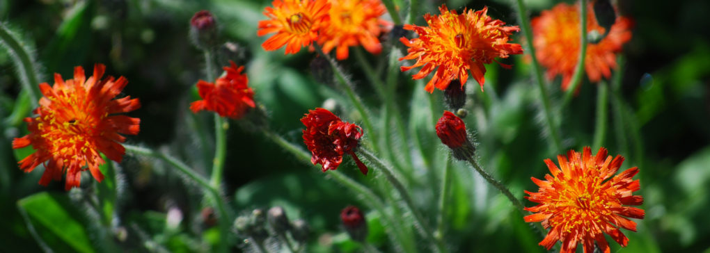Orange hawkweed in bloom