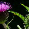 welted-thistle-slider