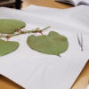 herbarium