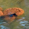 Bryozoanslider