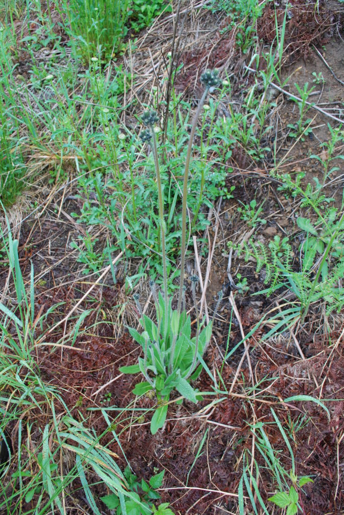 Meadow hawkweed - WeedWise Program