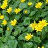 celandine slider