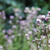 Canada-thistle-slider