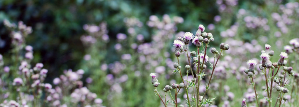 Canada-thistle-slider