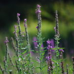 lythrum salicaria