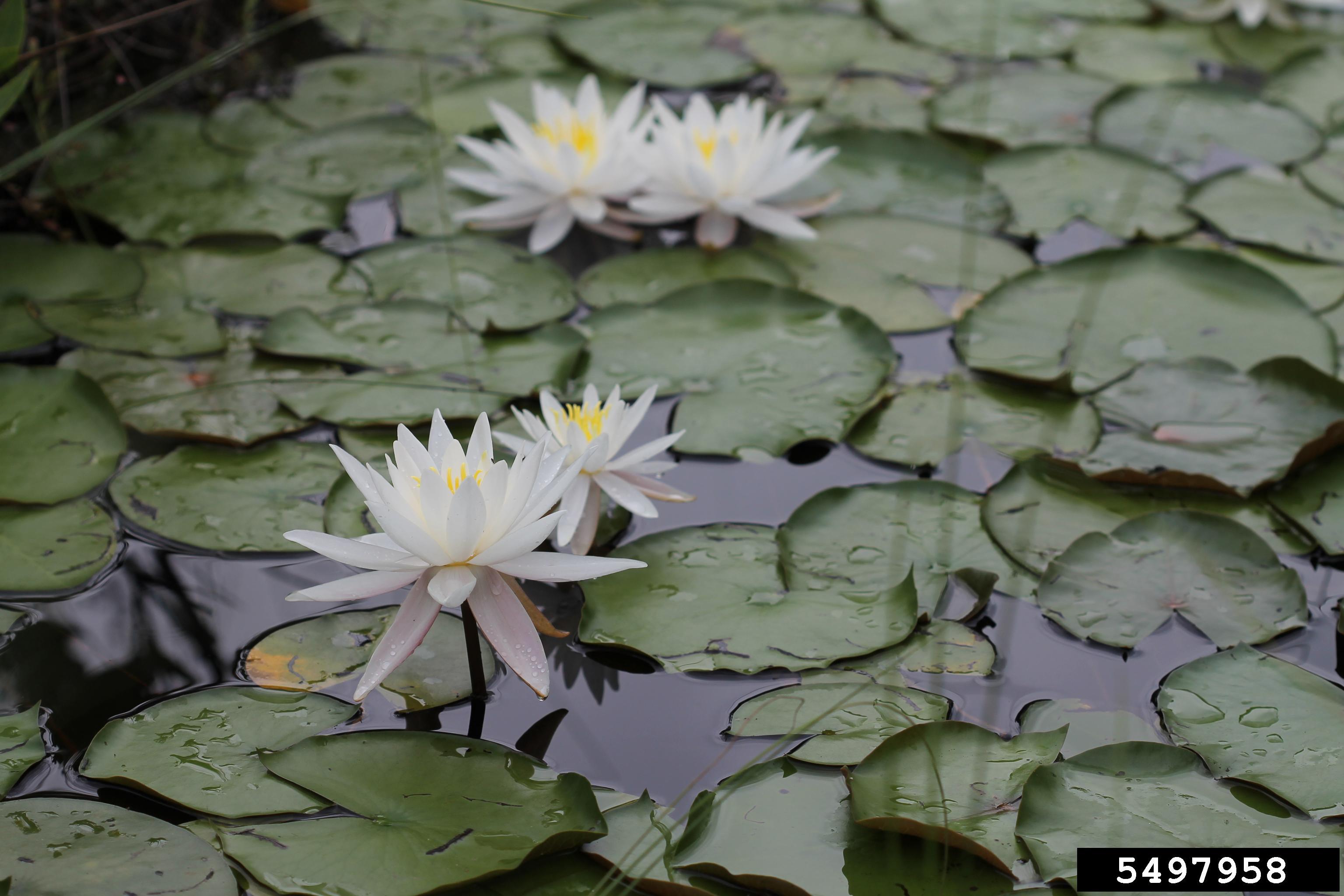 Fragrant Water Lily (Nymphaea Odorata) - WeedWise Program