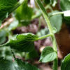 Damage to tomatoes grown in contaminated compost (Photo credit: Whitney Cranshaw, Colorado State University, Bugwood.org)