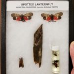 Spotted lanternfly