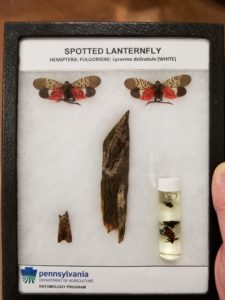 Spotted lanternfly