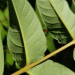 tree-of-heaven leaves