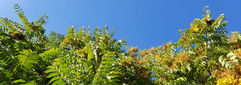 Tree-of-heaven header image