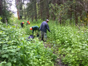 Garlic Mustard Control